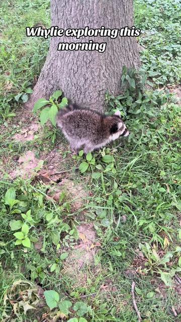 @Sarahsquirrels43🐿️