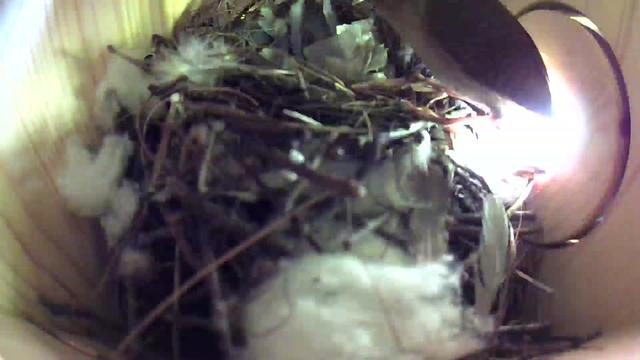 @Backyardbirdz