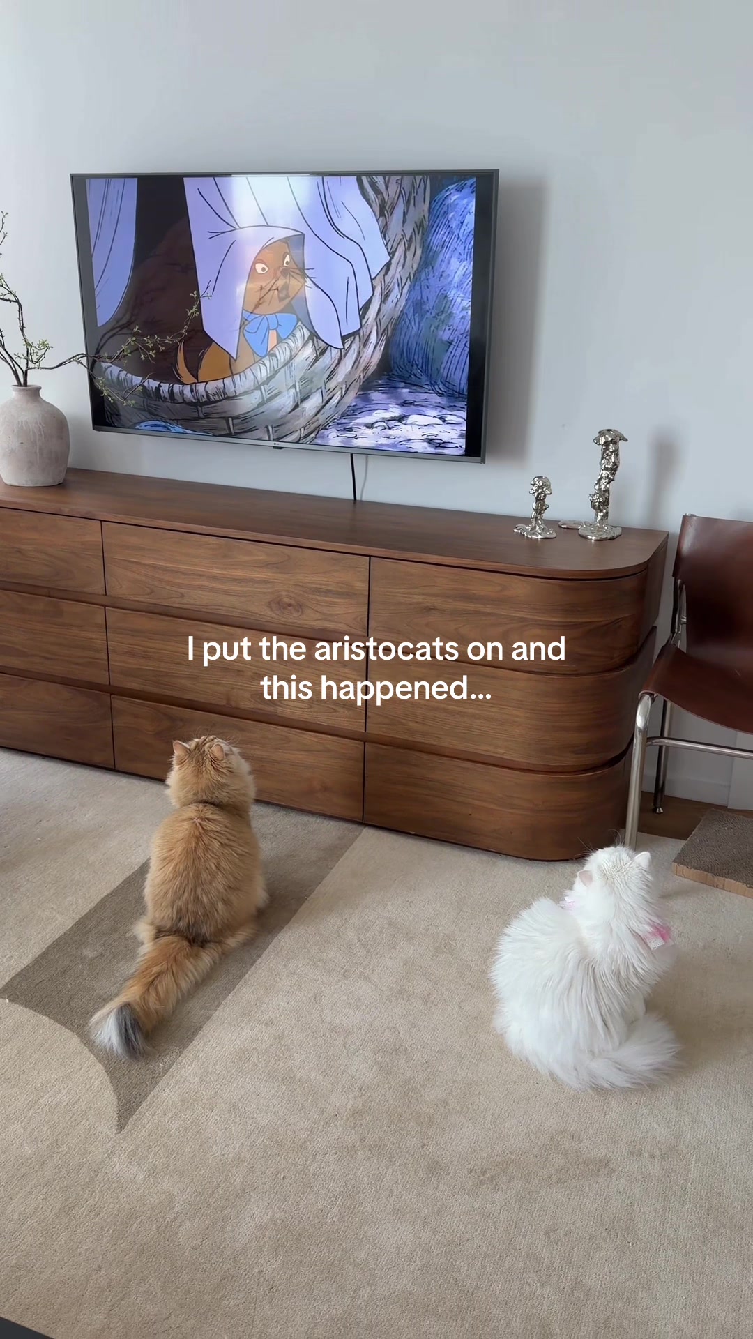 @Cleo the City Kitty