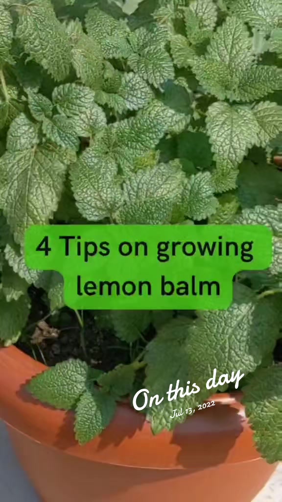 @nancyherbsandwellness