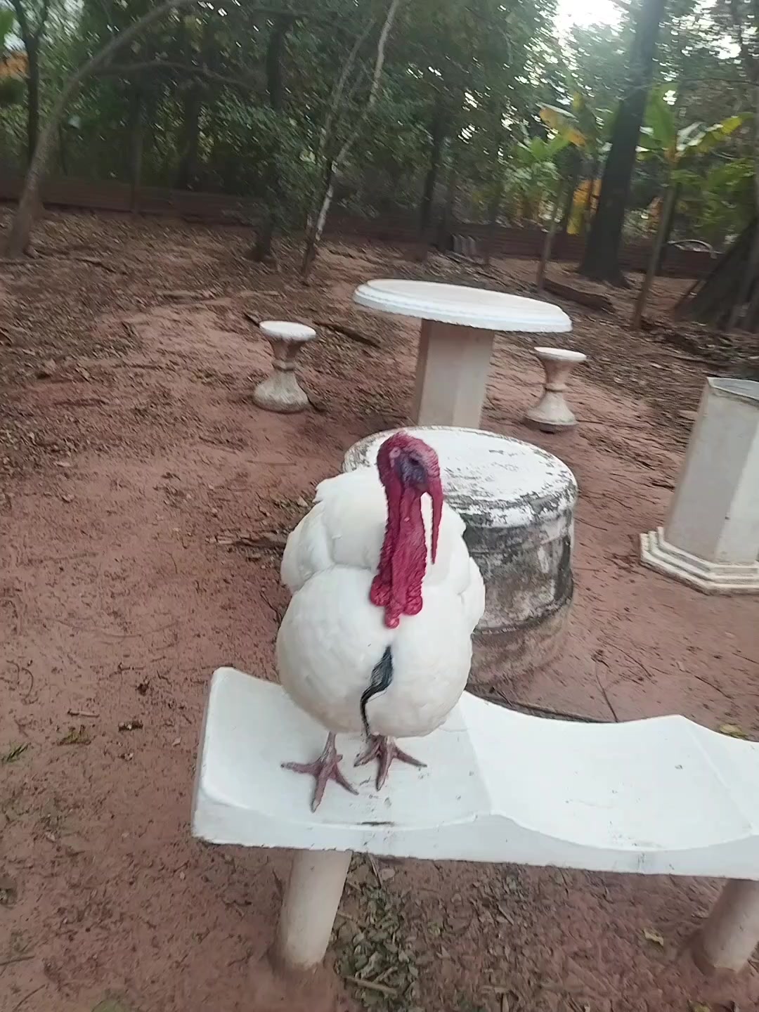 @goose.gang
