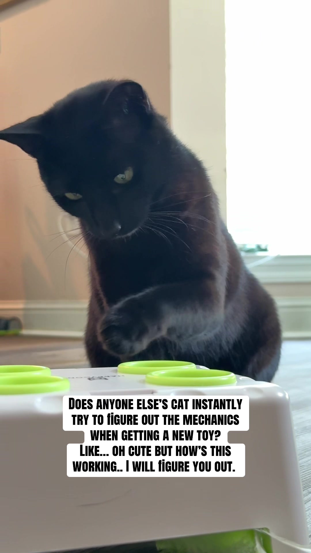 @Shiva The Forest Cat