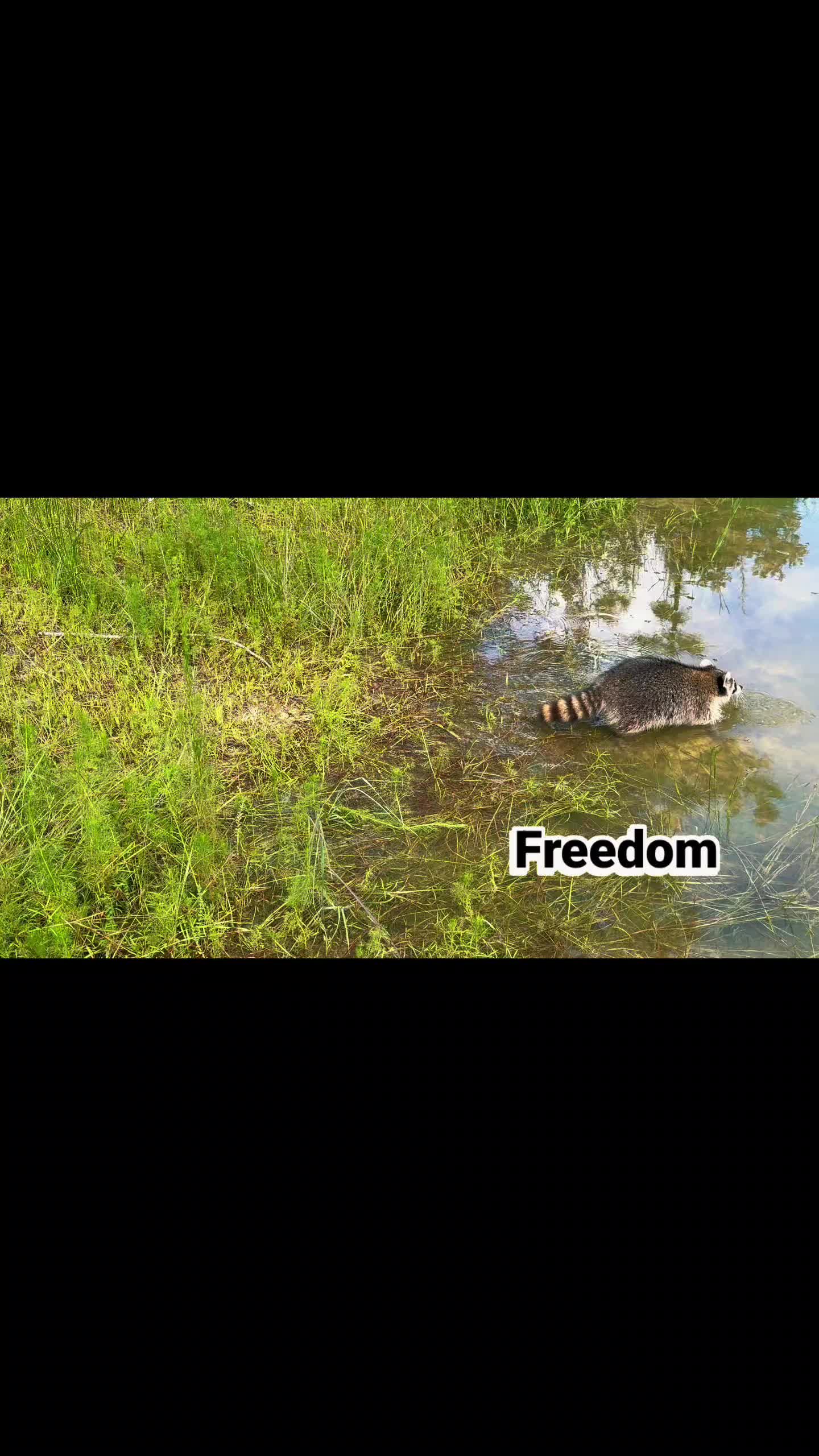 @Little Bit Wildlife Rescue