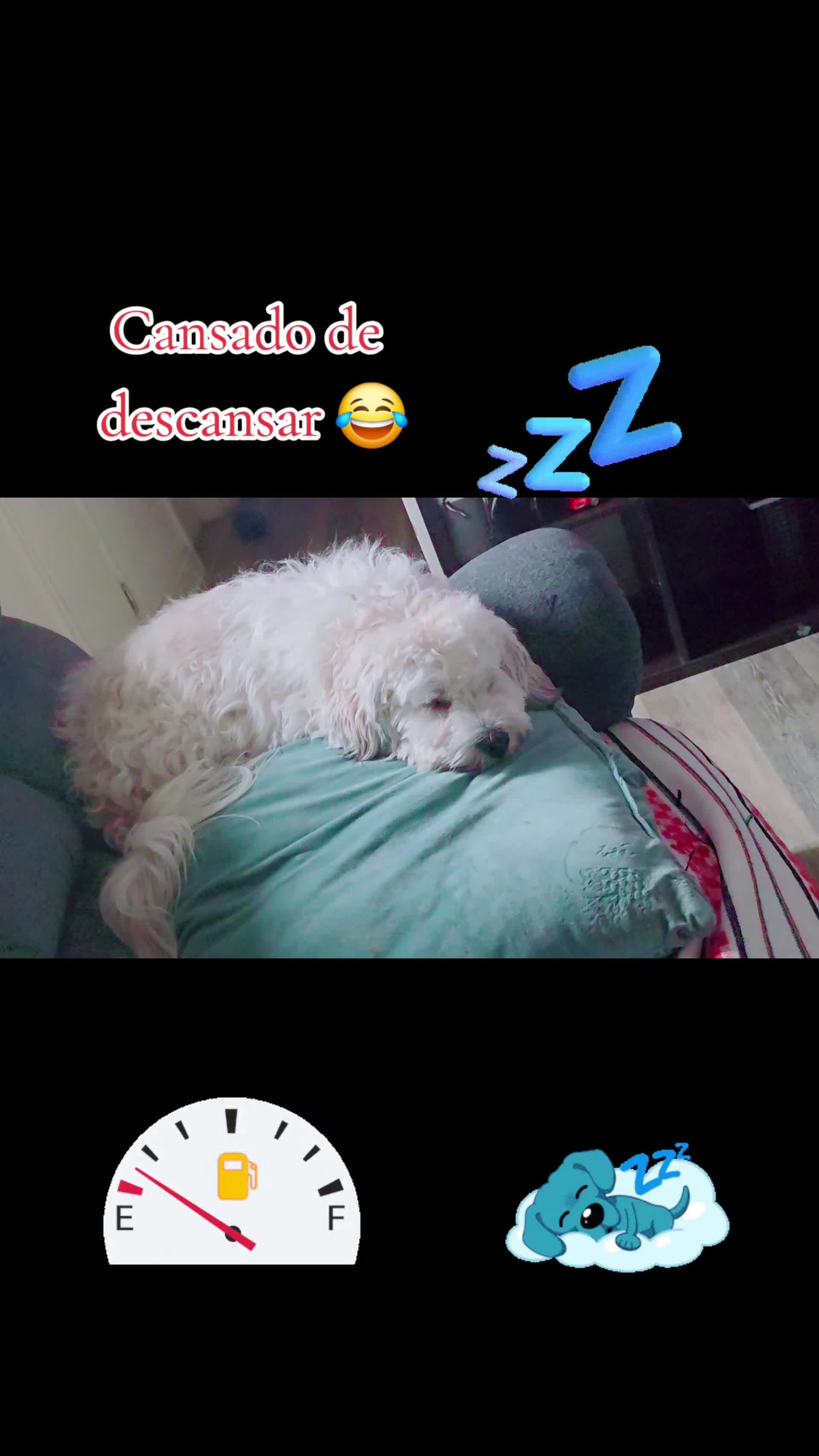 @Coco 💙🐶🐾