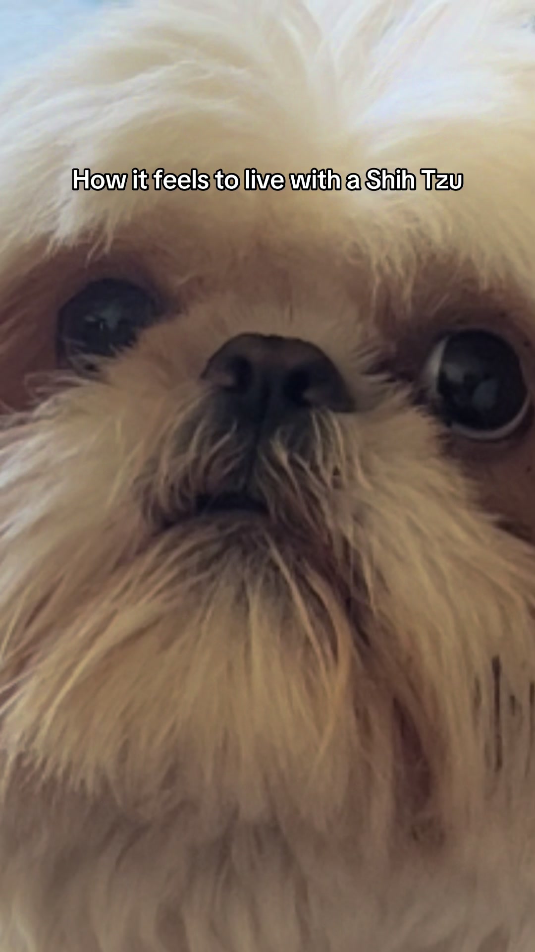 @Hugh the Shih Tzu