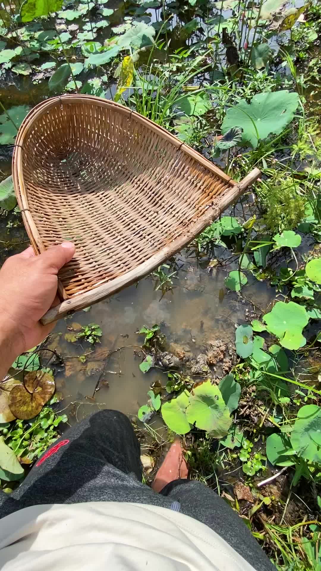 @Little Betta Fish