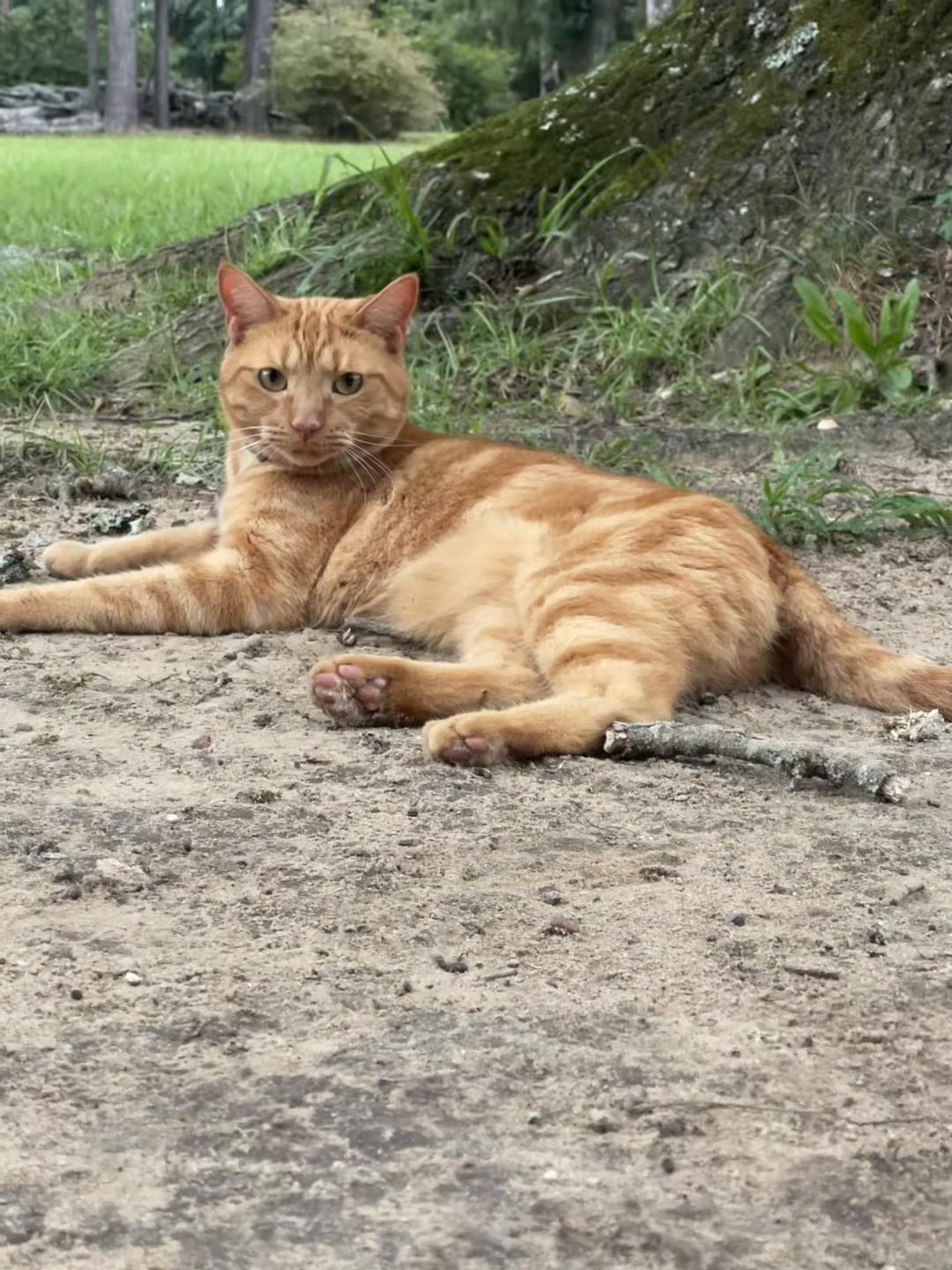 @✨Darien — Books & Dogs 📚🐶✨