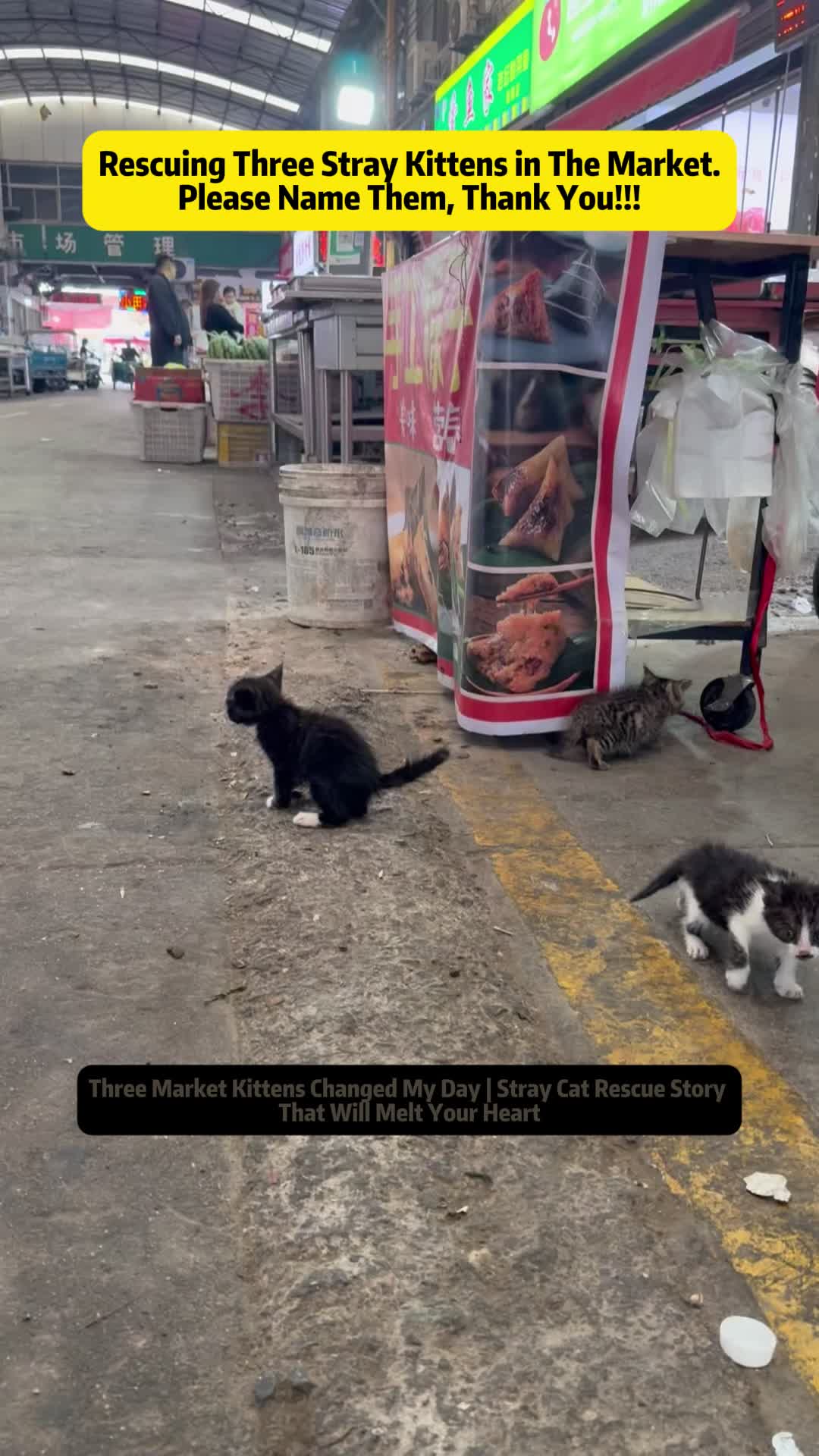 @Stray Cat Talkz