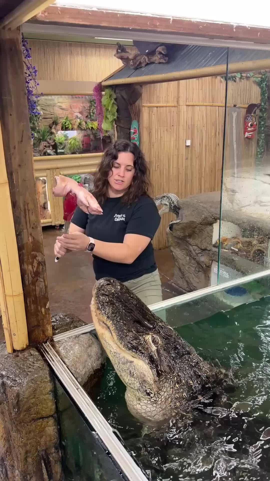 @The Reptile Zoo