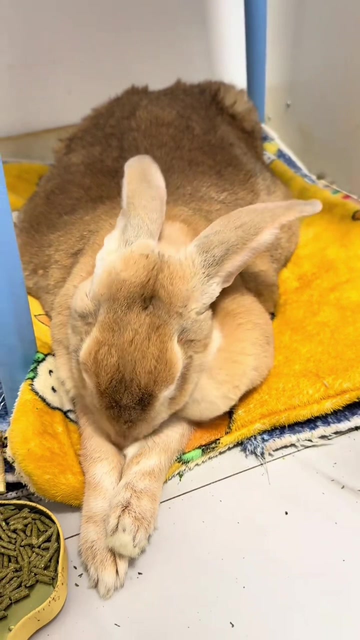@RabbitNow19