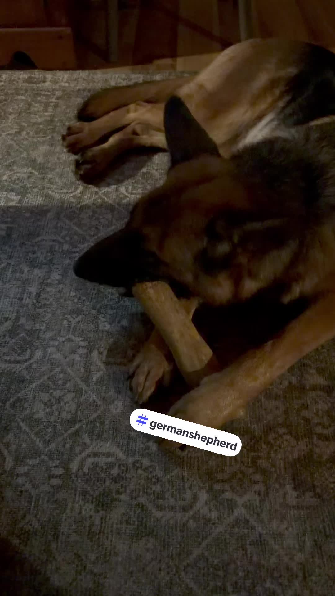 @Willa🐾🐾
