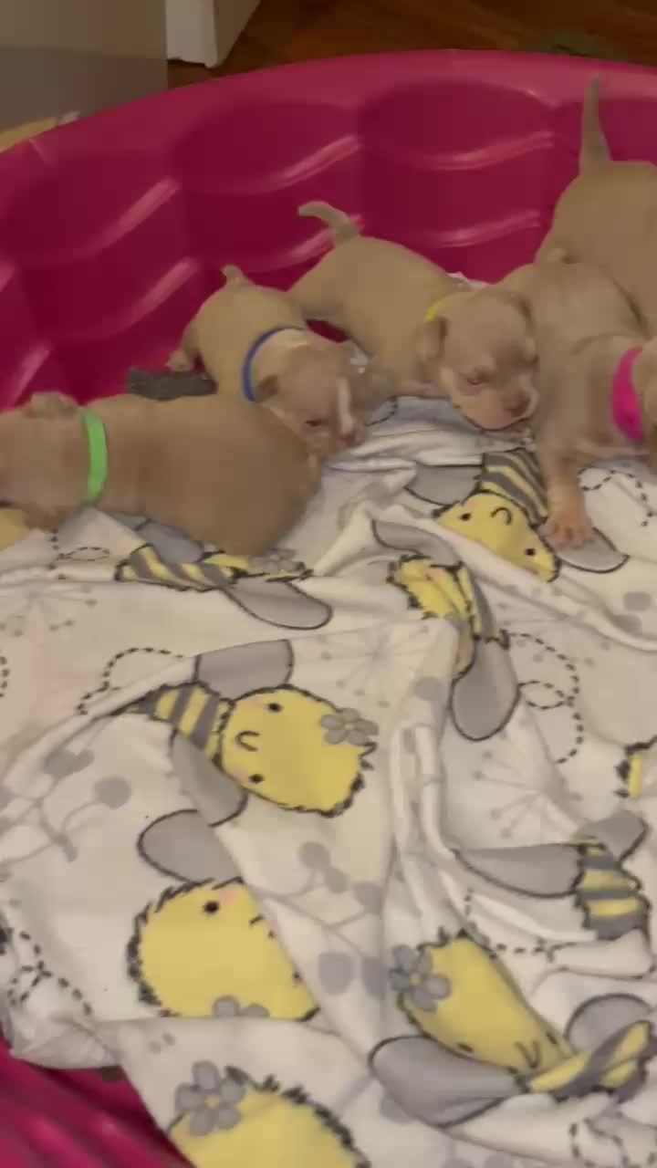 @wildtrikennels