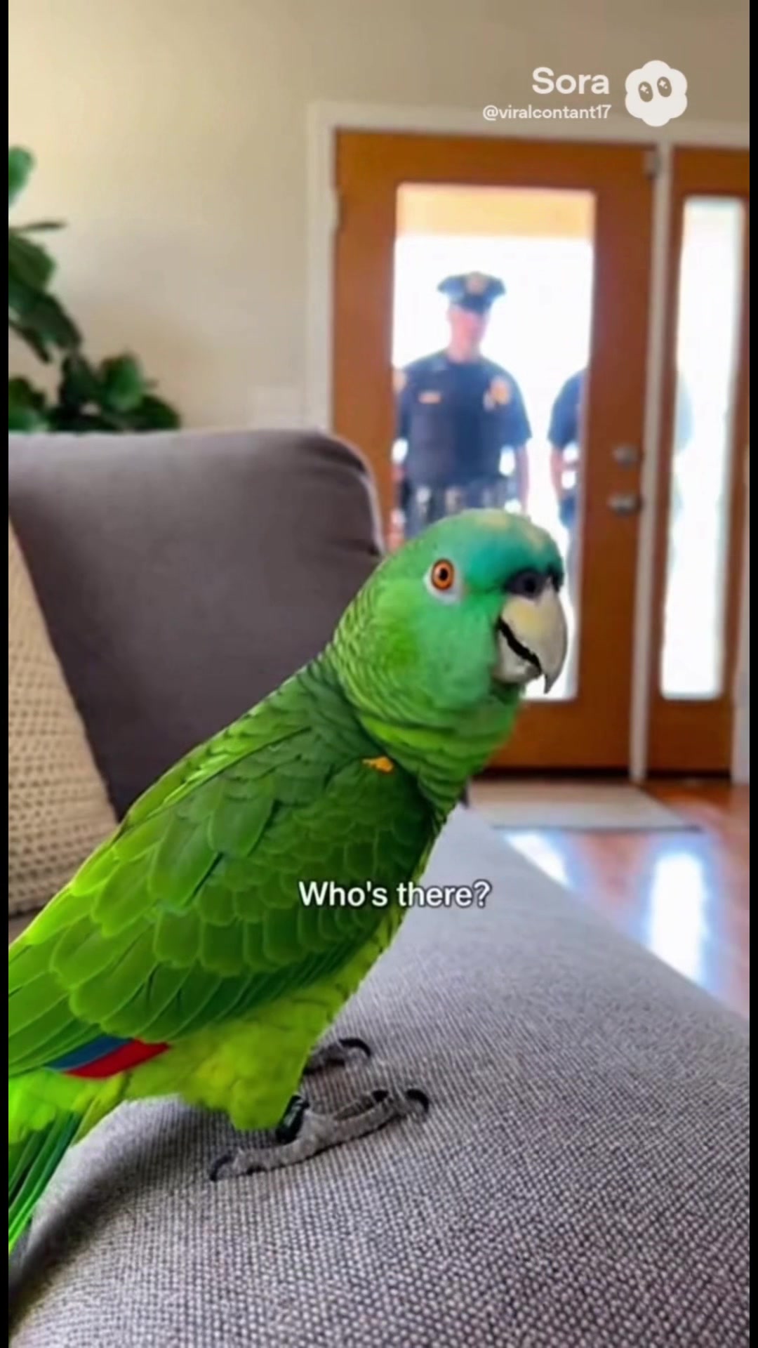 @Animal Aura