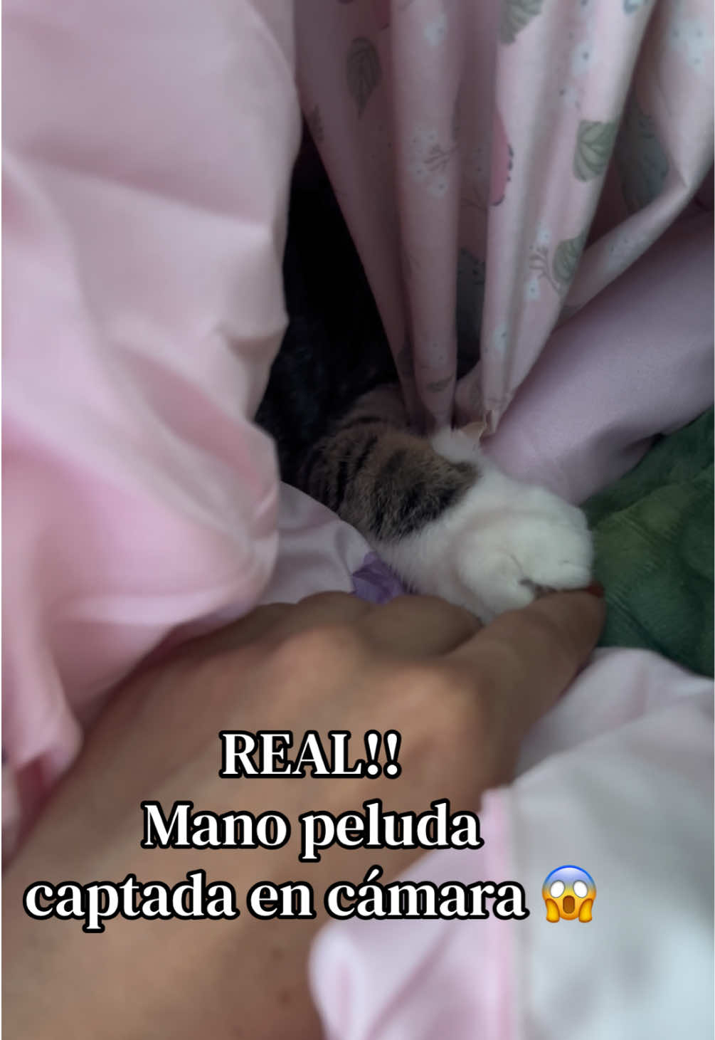 @Lenami
