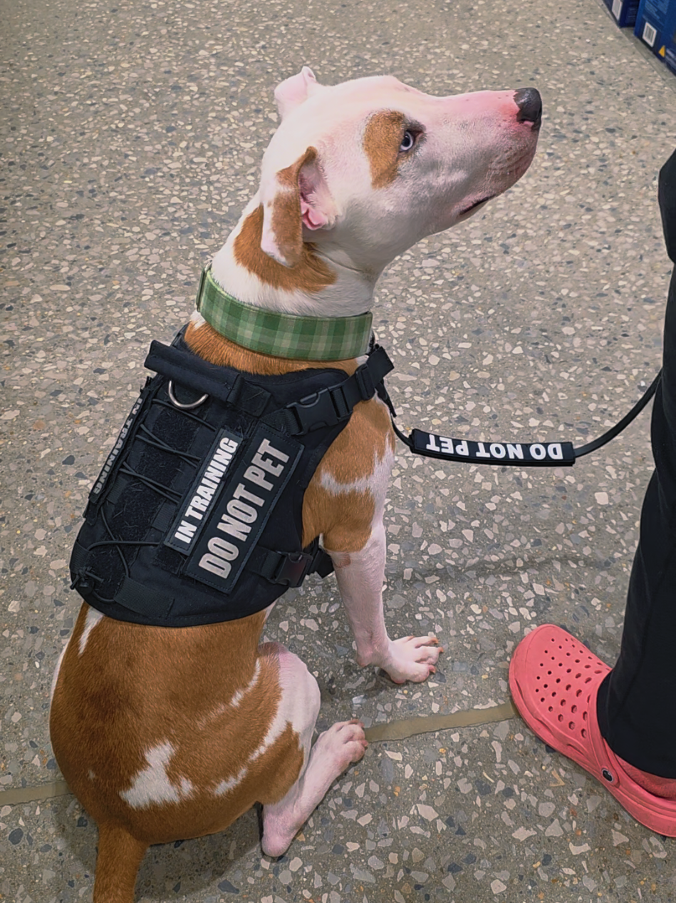 @Canine Wonders Training
