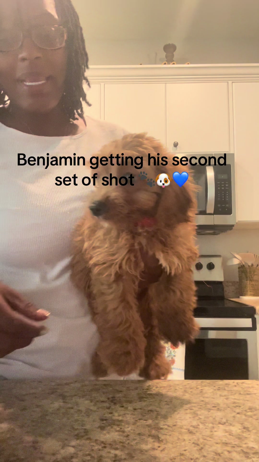 @Shortcake_kennel_2