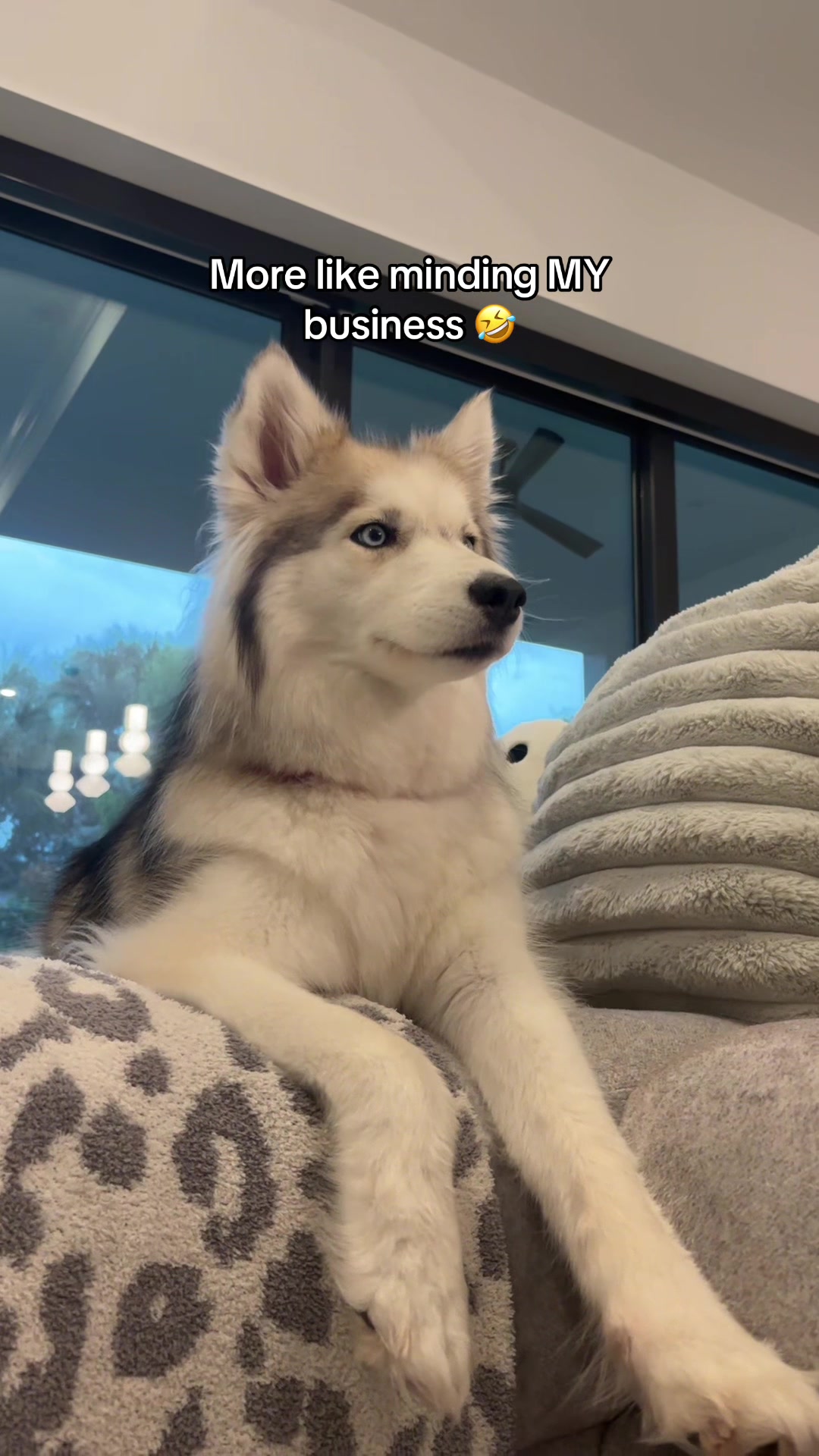 @lifewith2huskies