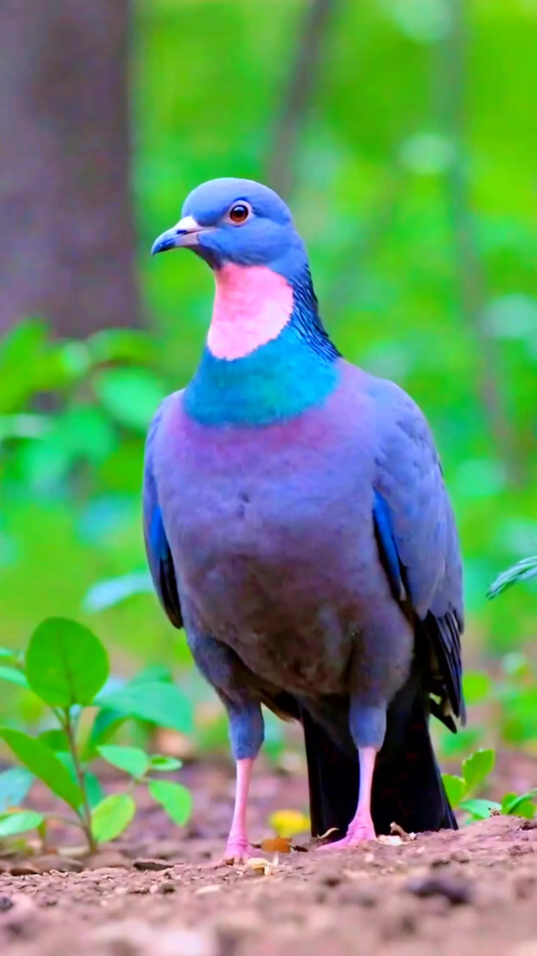 @A𝙞 𝙗𝙖𝙣𝙜𝙡𝙖