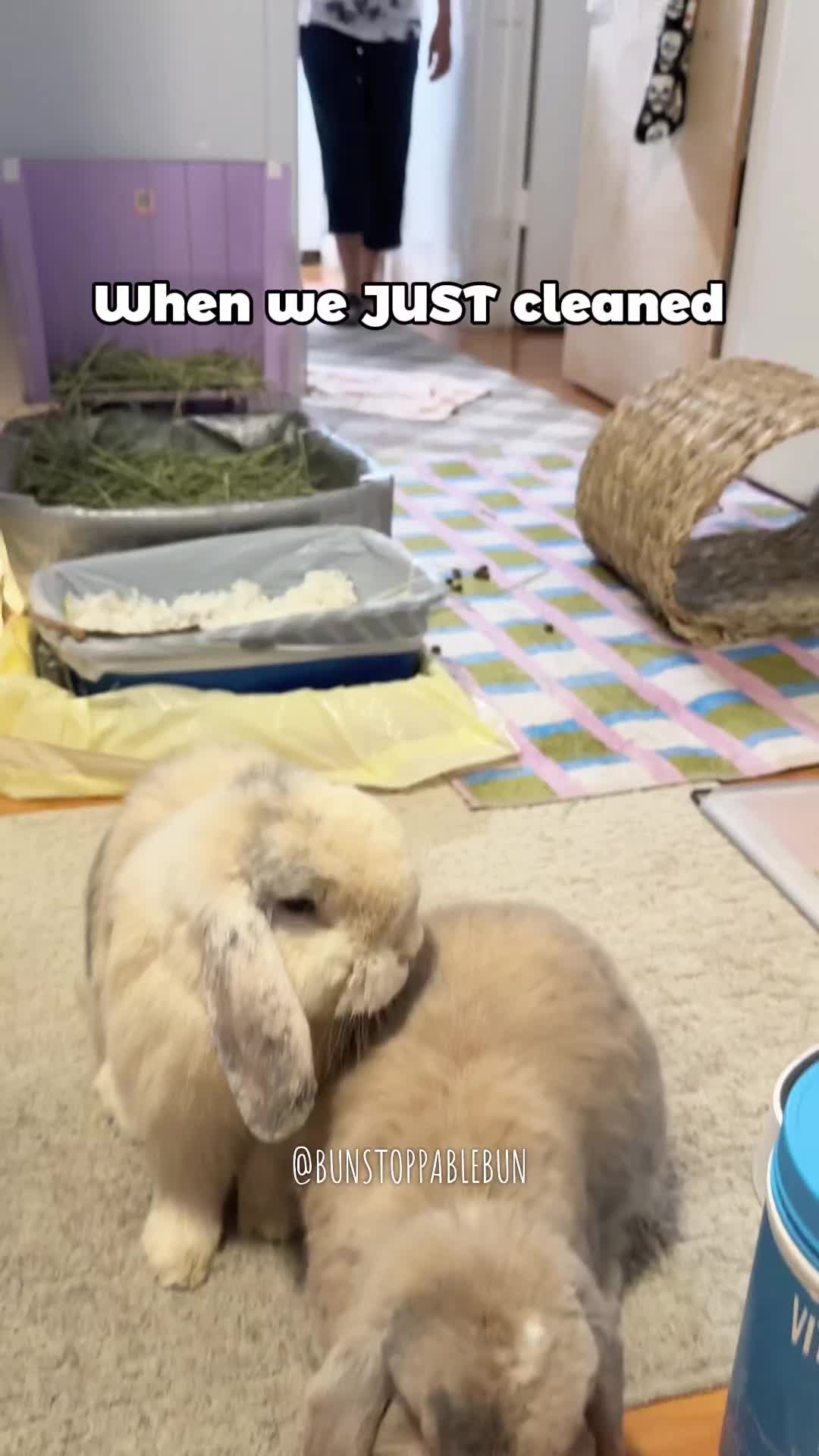 @BunBun, Mochi🌈, Chewy