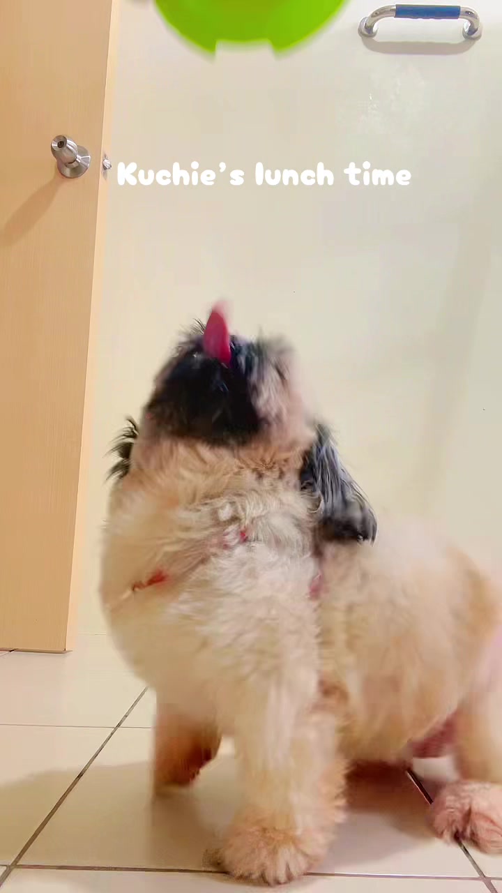 @The Fibibi Paws- Pet Sitting