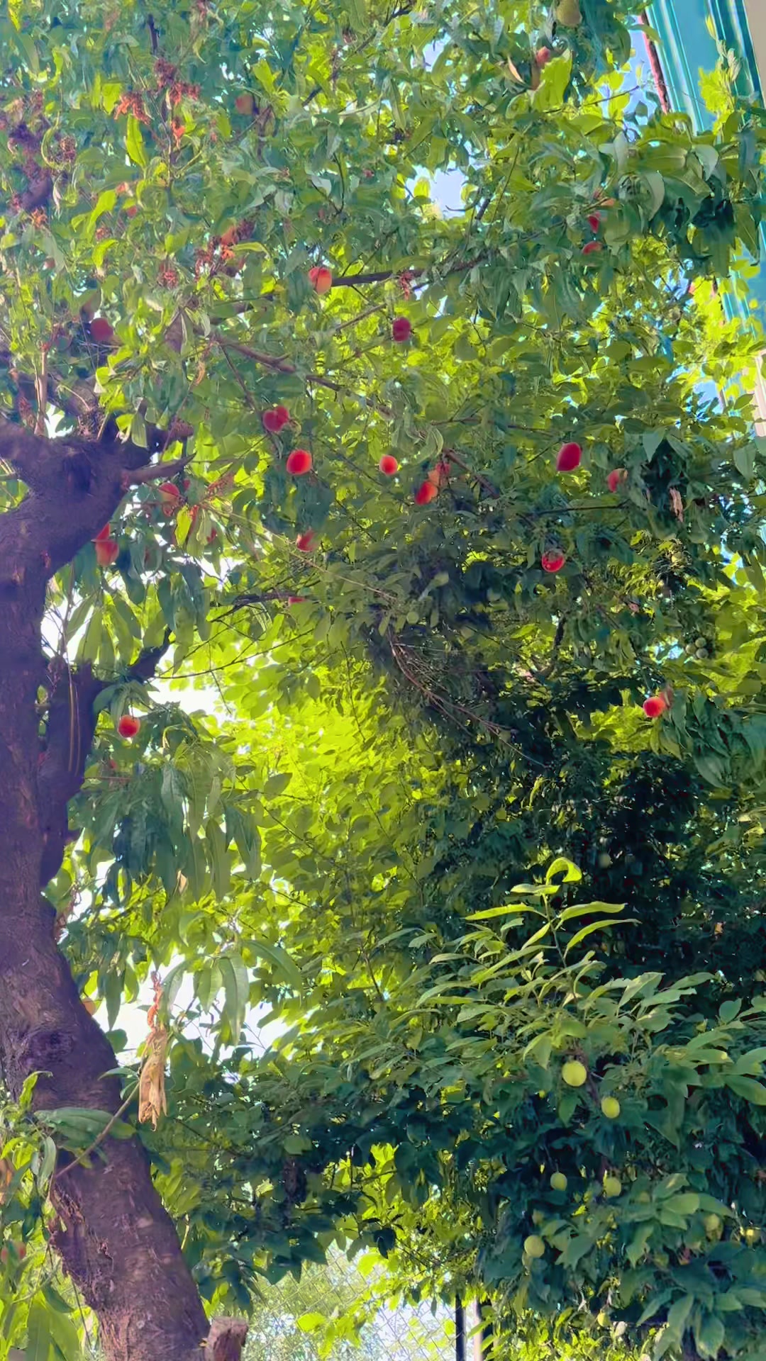 @saraswotijamkatel🇳🇵