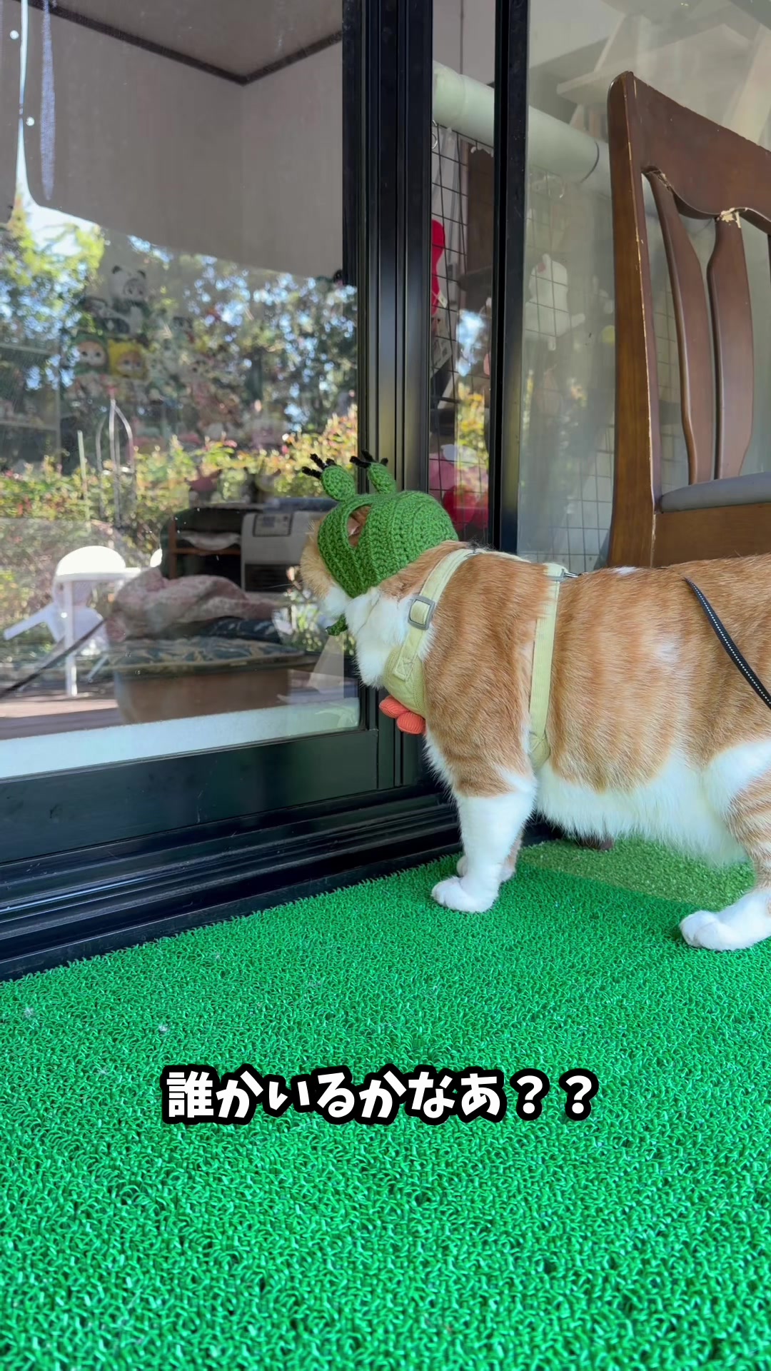 @お散歩大好きもんぶらん🐈