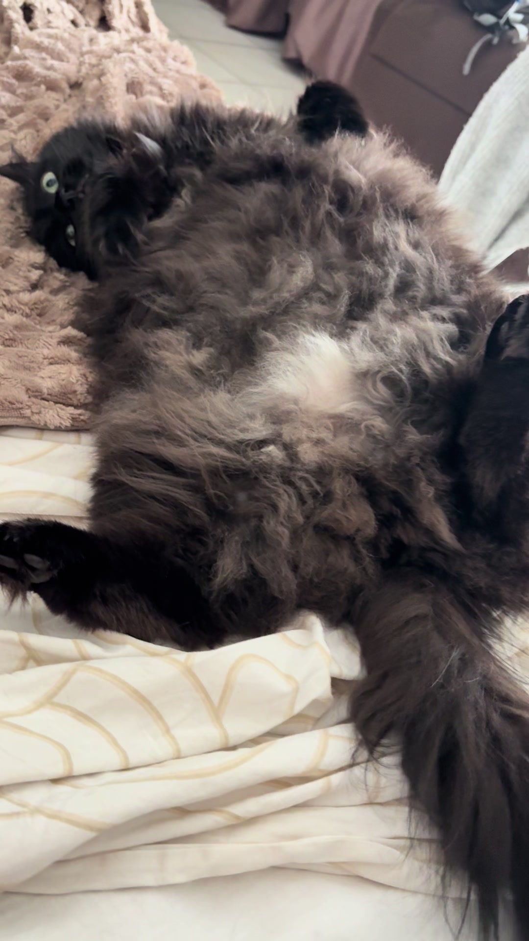 @Tao 🐈⬛ et Kiara 🐈⬛
