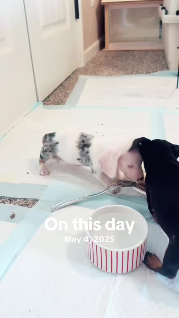 @EzraSharksIslandOfMisfitz