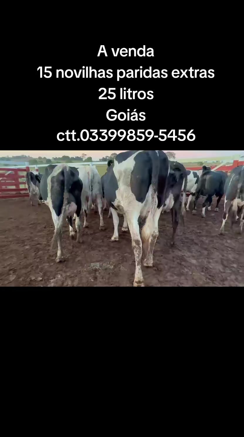 @marketing_do_gado