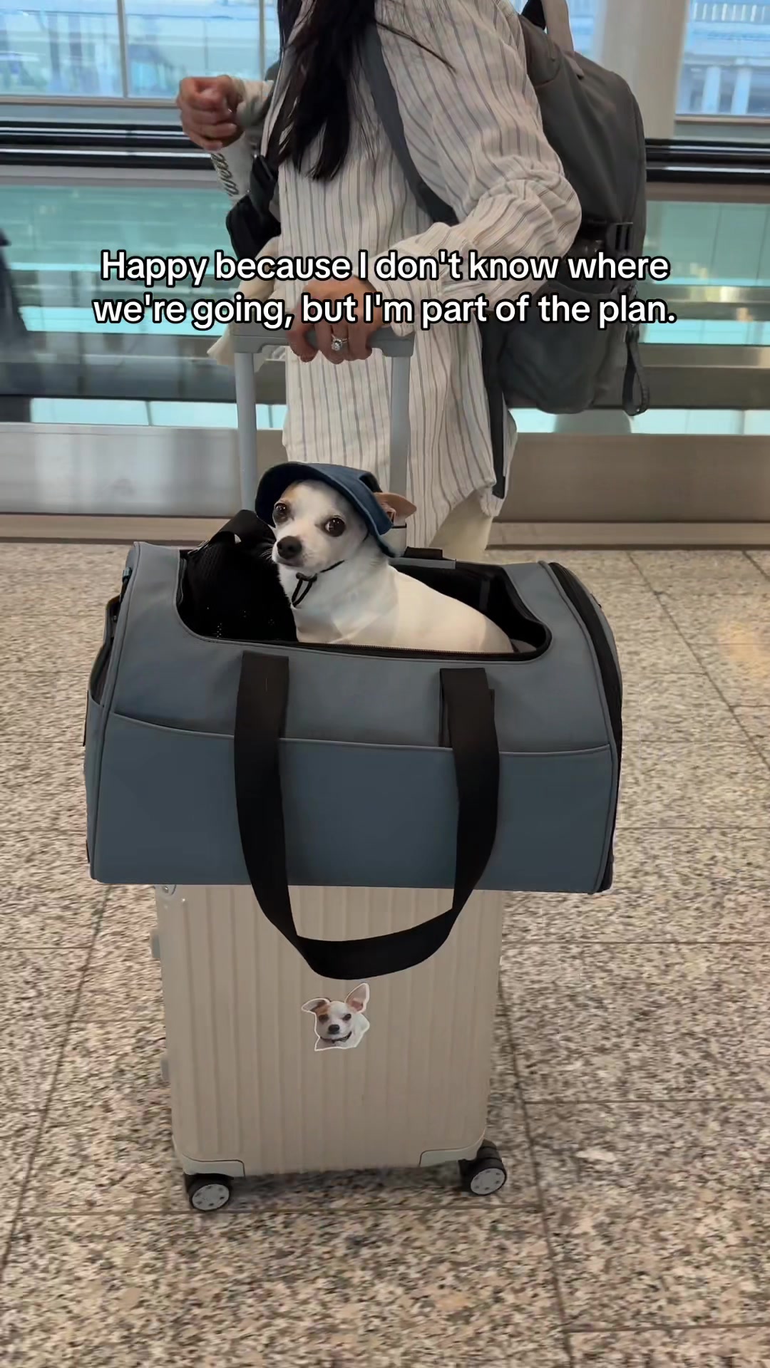 @Bao the Chihuahua