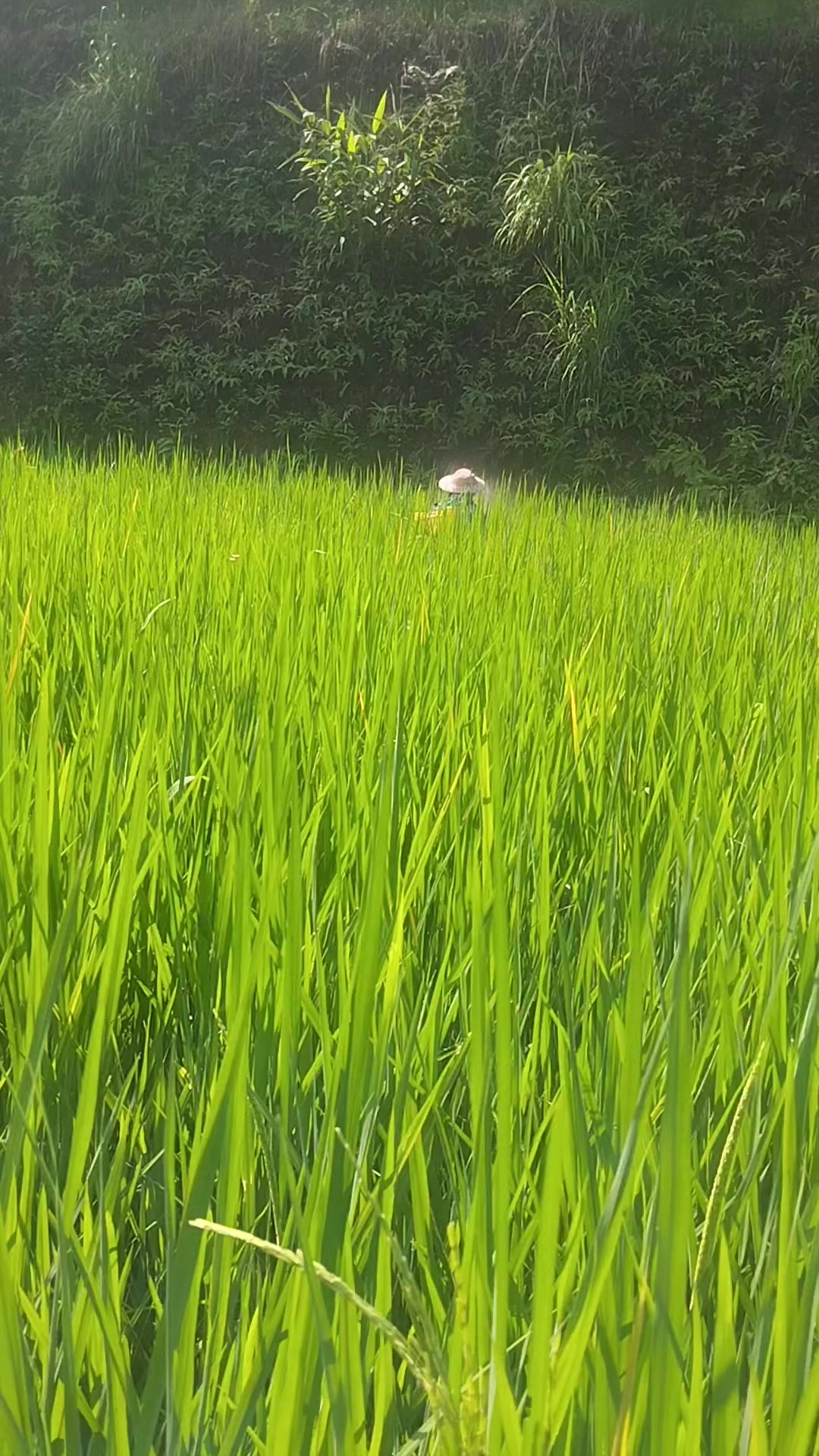 @tag nqi