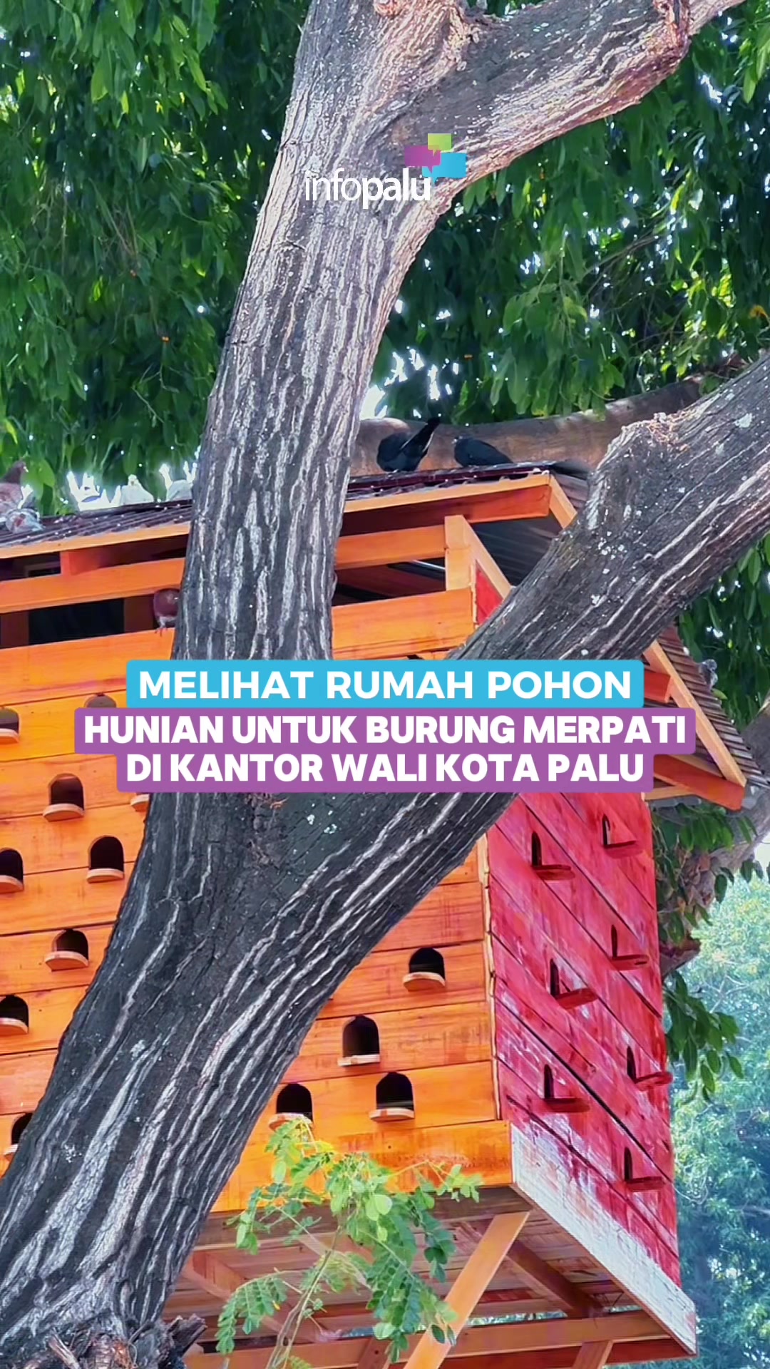 @Info Palu