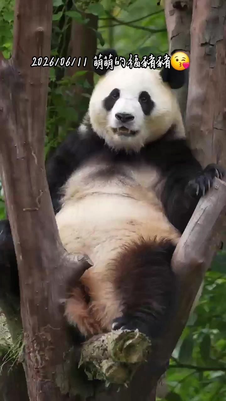 @福寶需要愛的抱抱