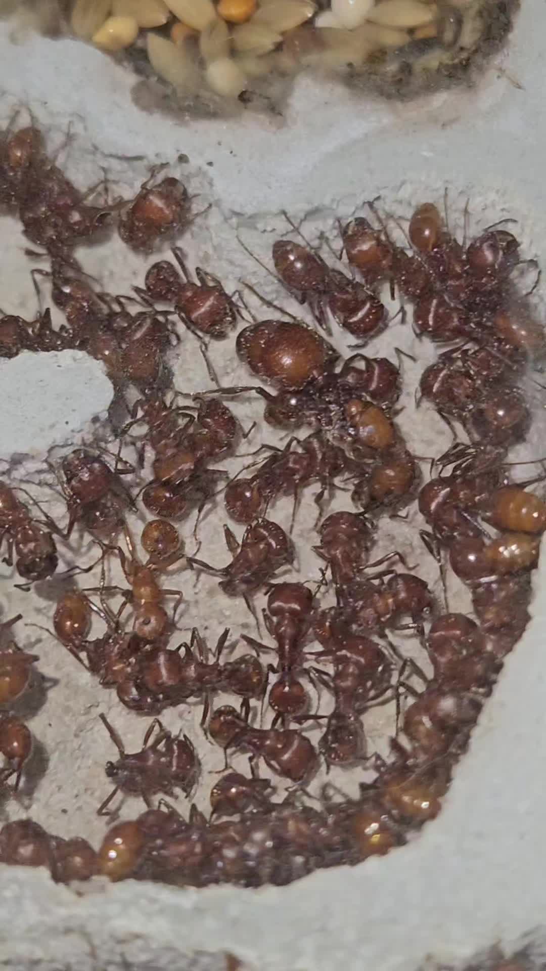 @Aaron's Ants