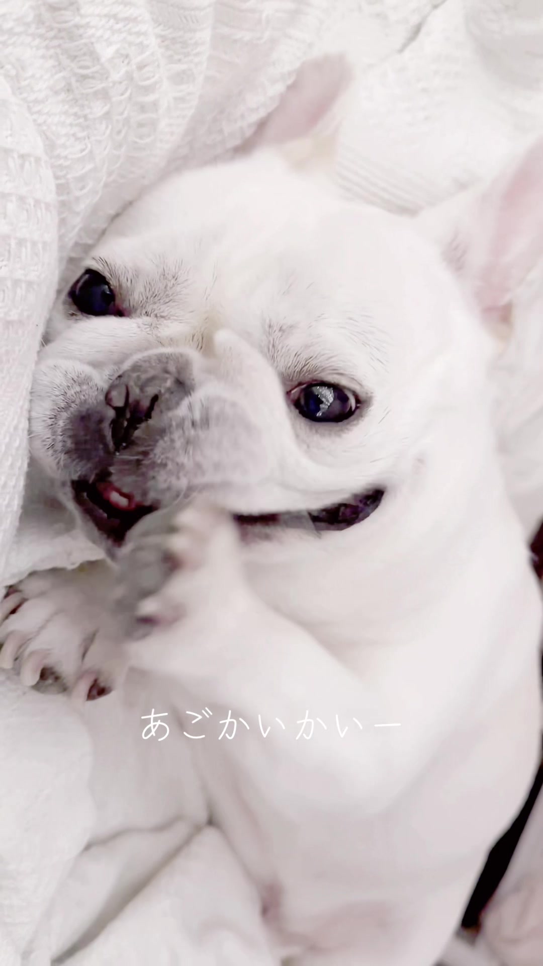 @フレンチブルドッグのPorco(ポルコ)🐷
