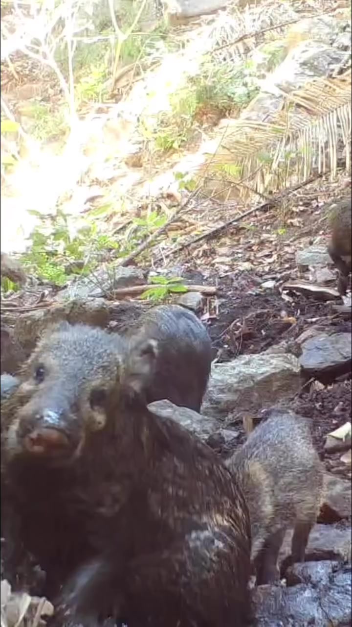 @Ca&ccedil;ador raiz