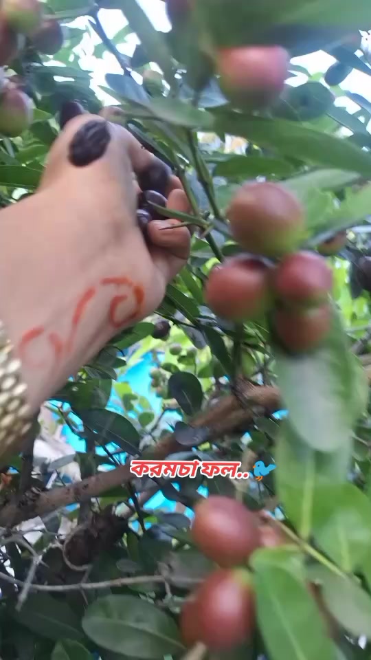 @হাছনা কাজী