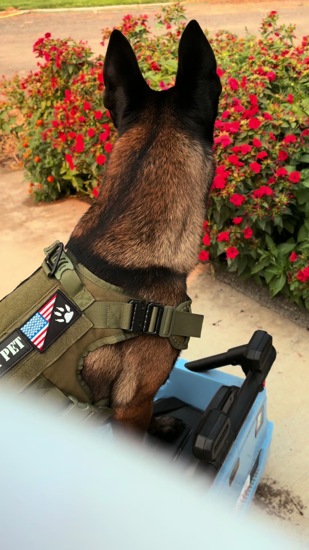 @bolo_belgianmalinois