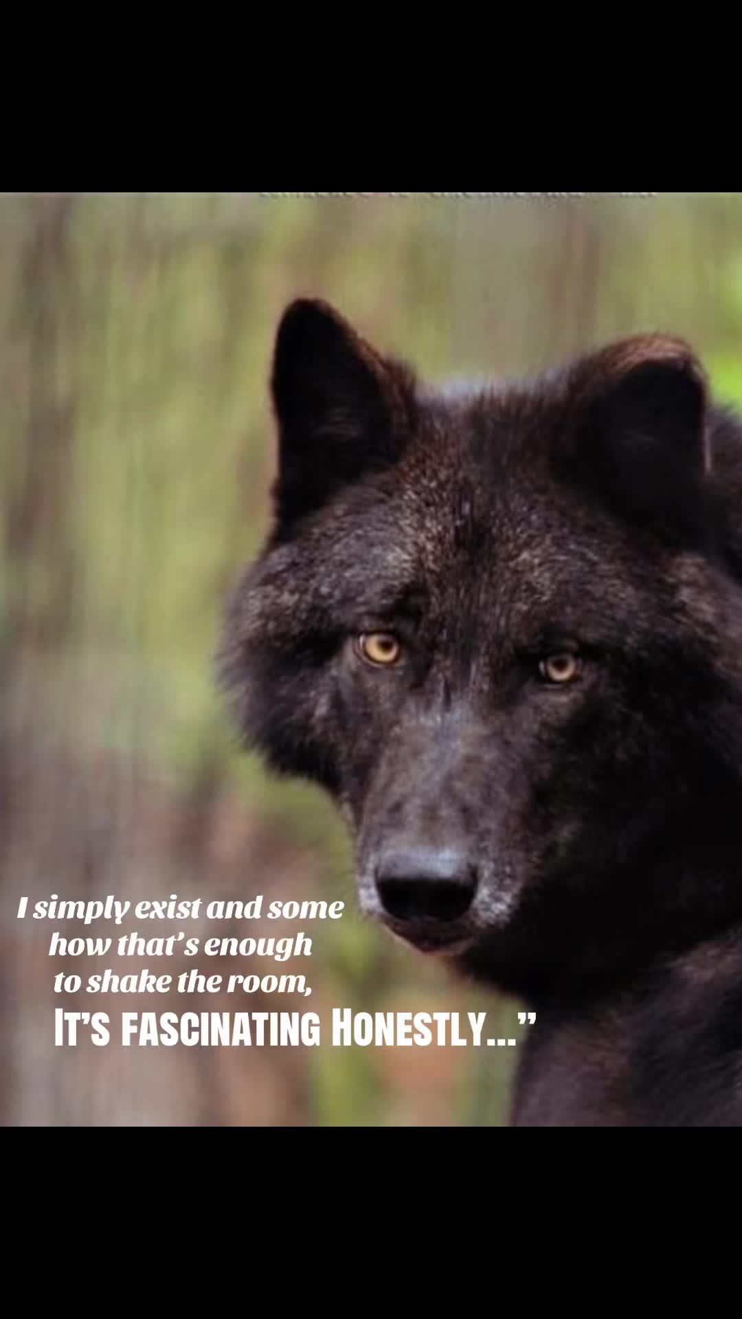 @🪬Conscious_LoneWolf🐺