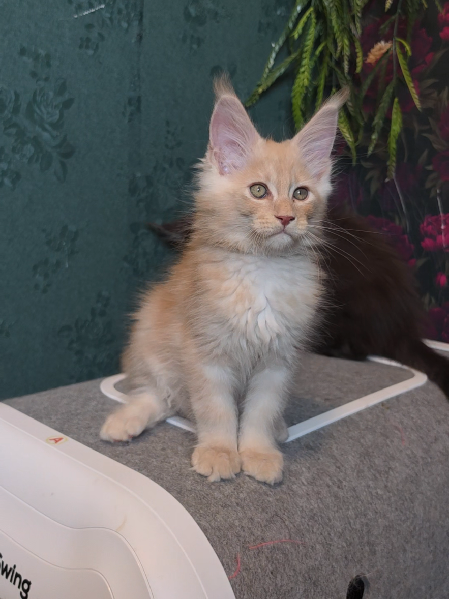 @Peaky Claws Cattery