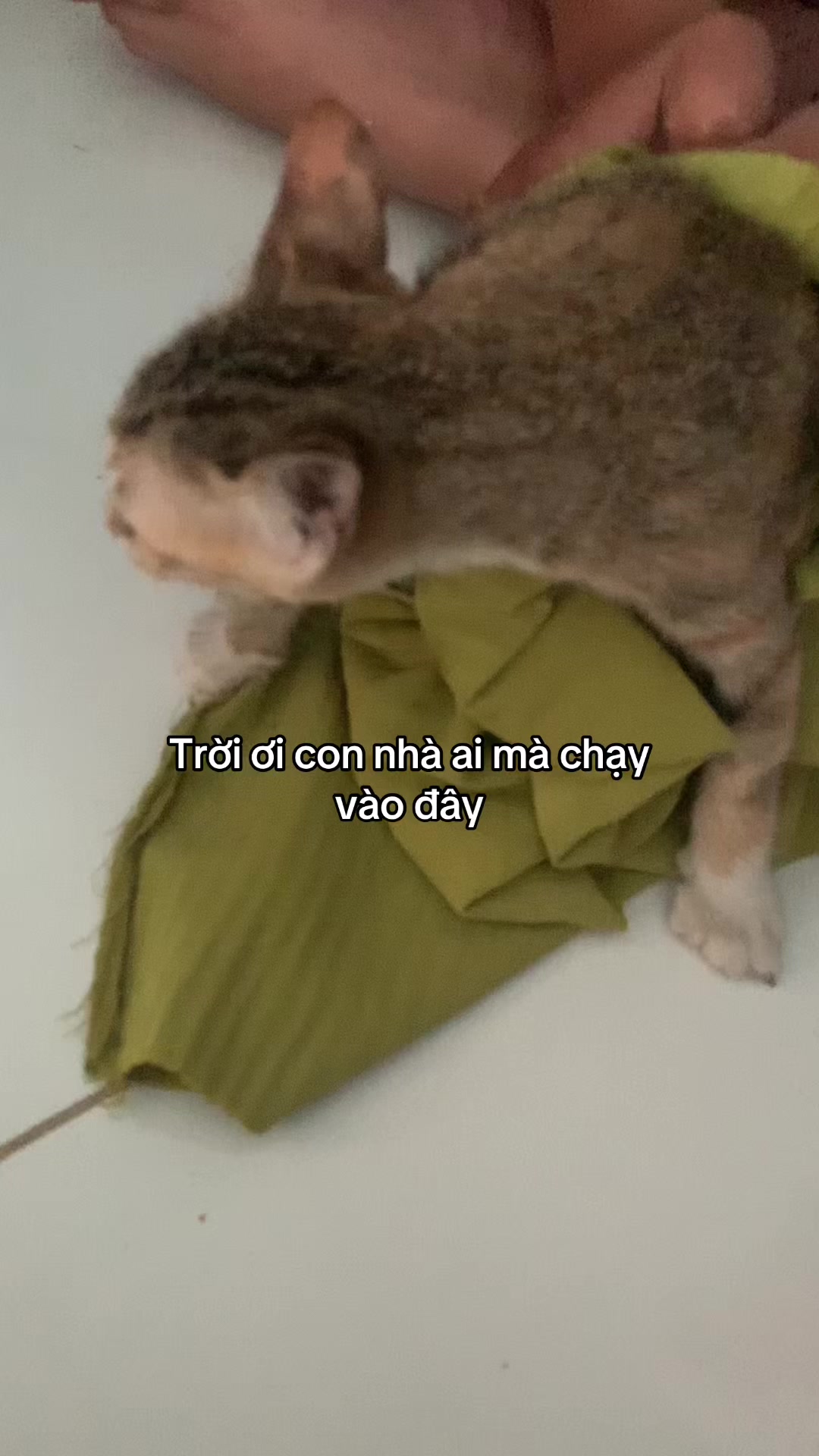 @Trú mèo tên mimi