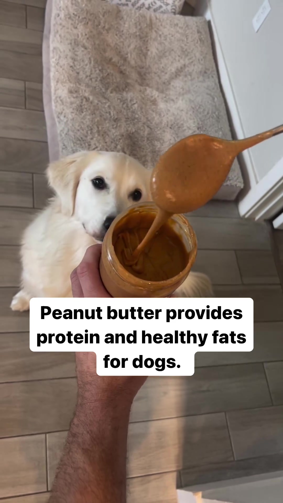 @PetFitness