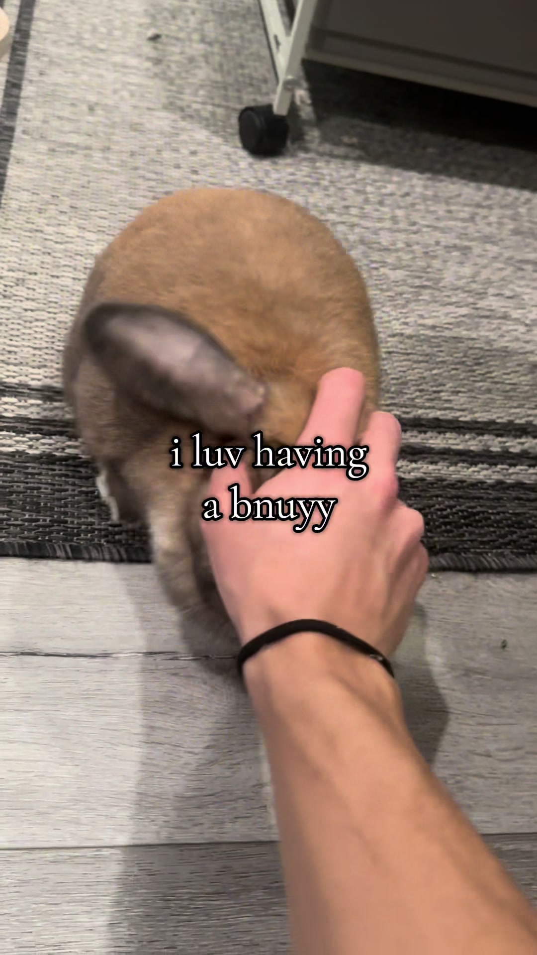 @honeythebunny24