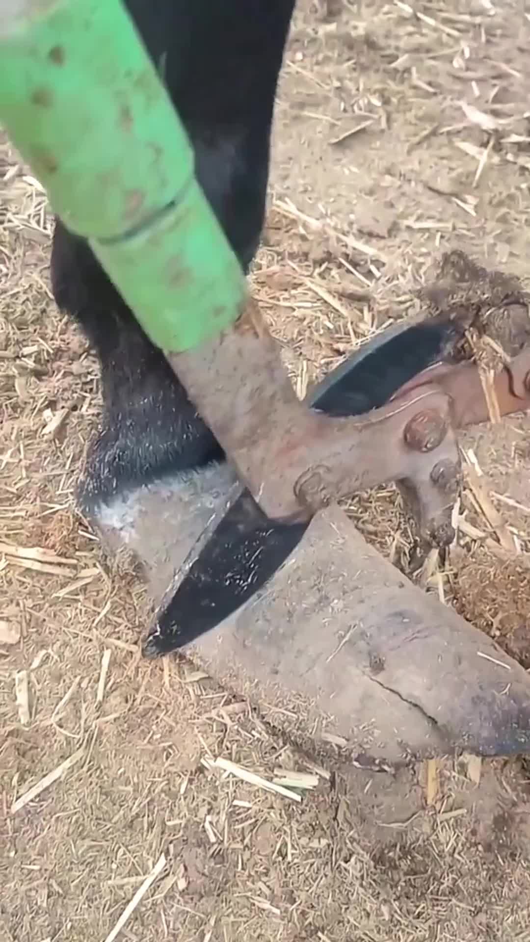 @cowhoof3