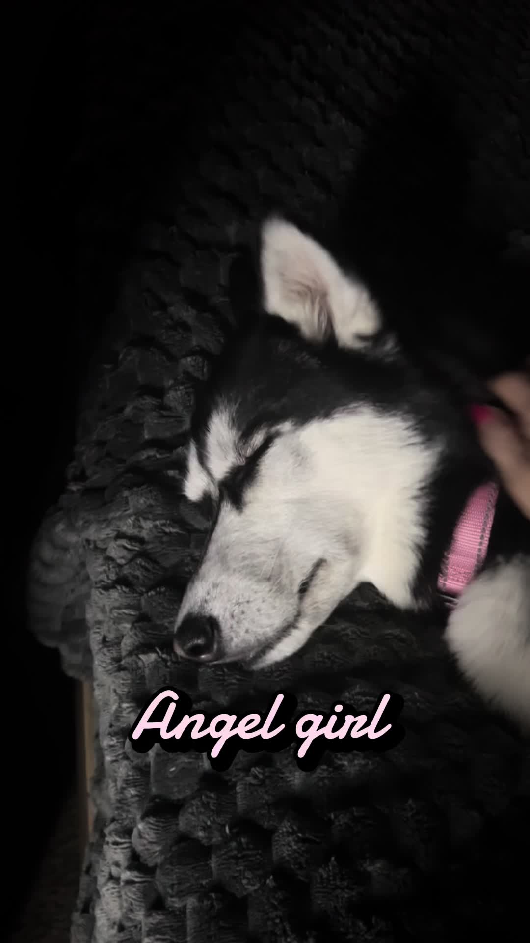 @🌺Crystal&herhuskies🐾