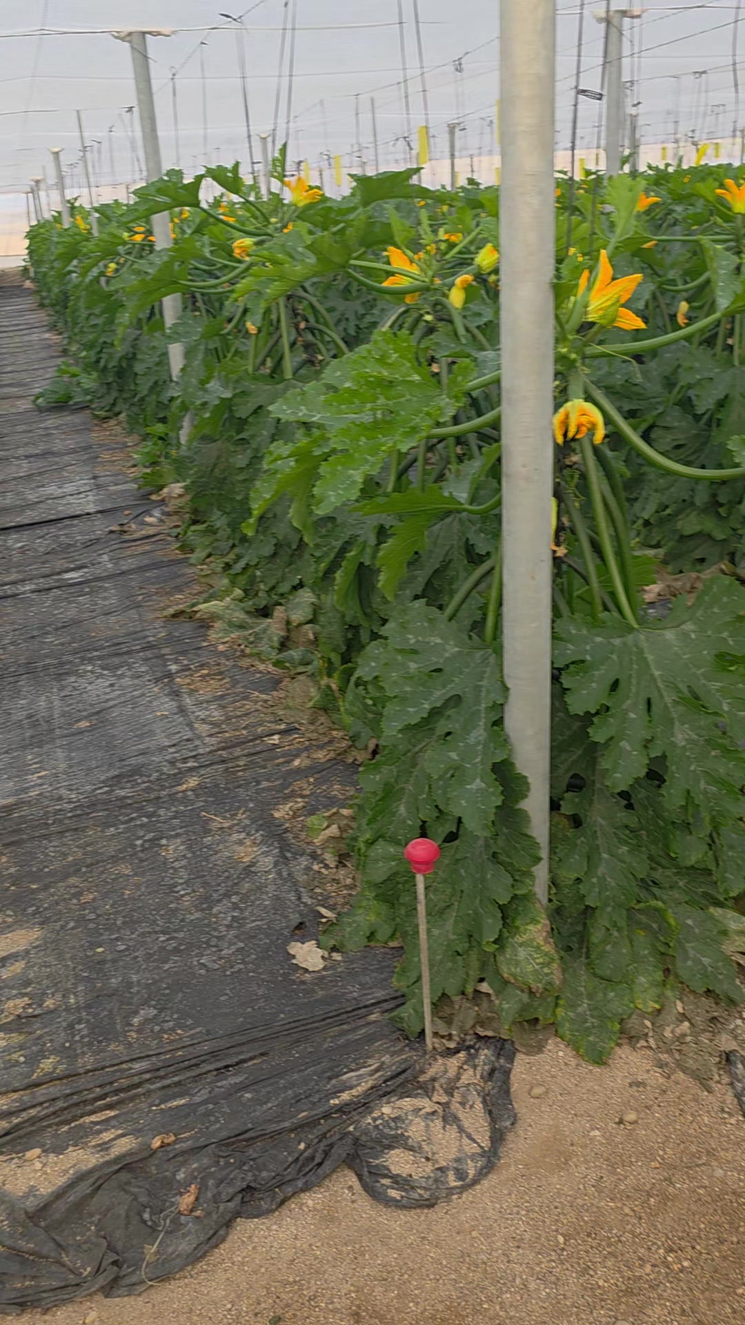@El Extensionista del Agro