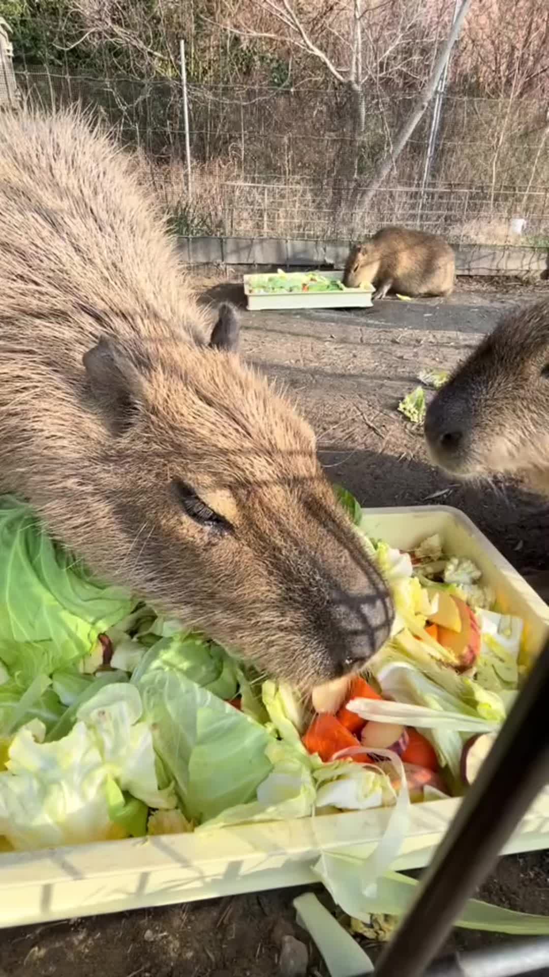 @CuteAnimal