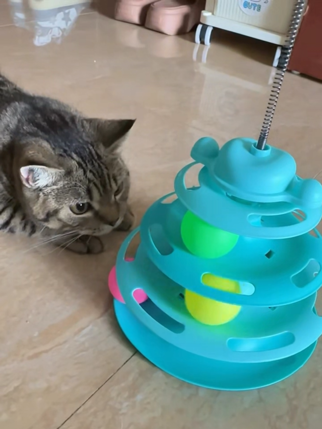 @Chonky World Of Cats
