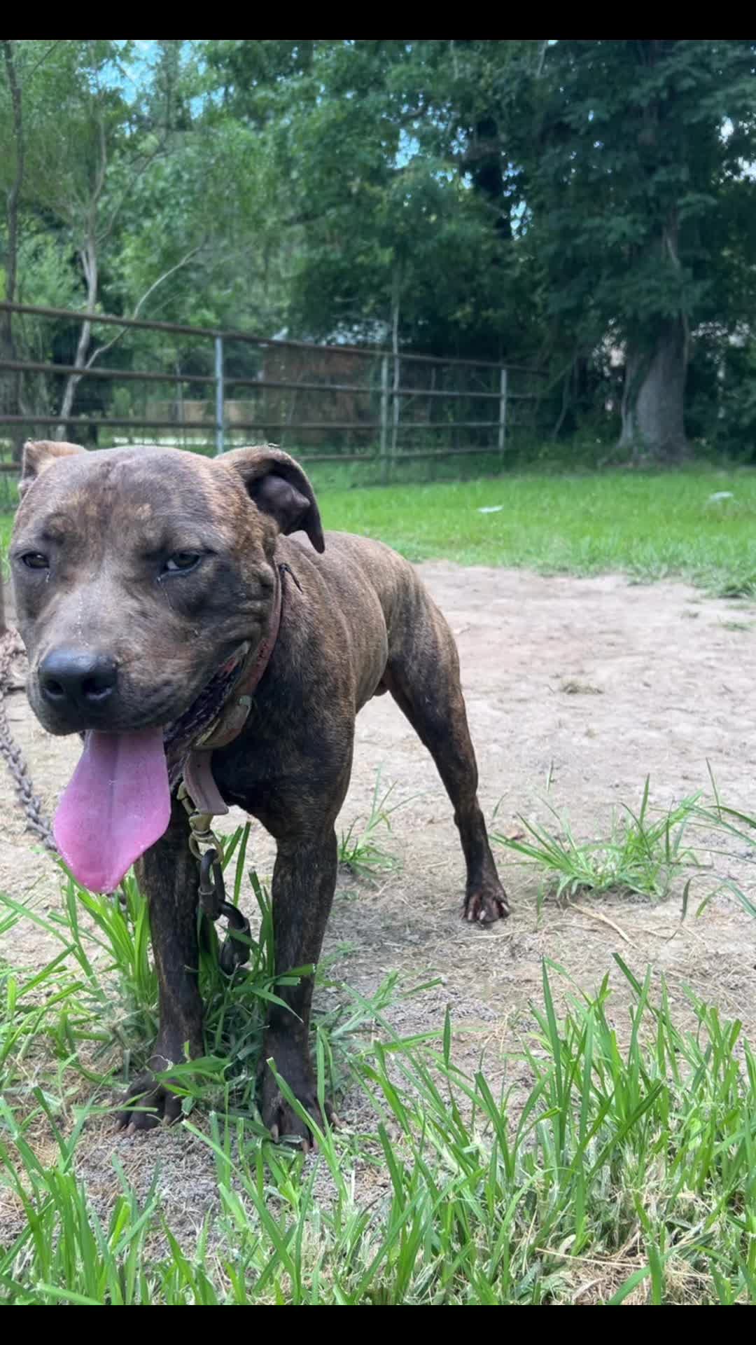 @Big Bookie Kennels