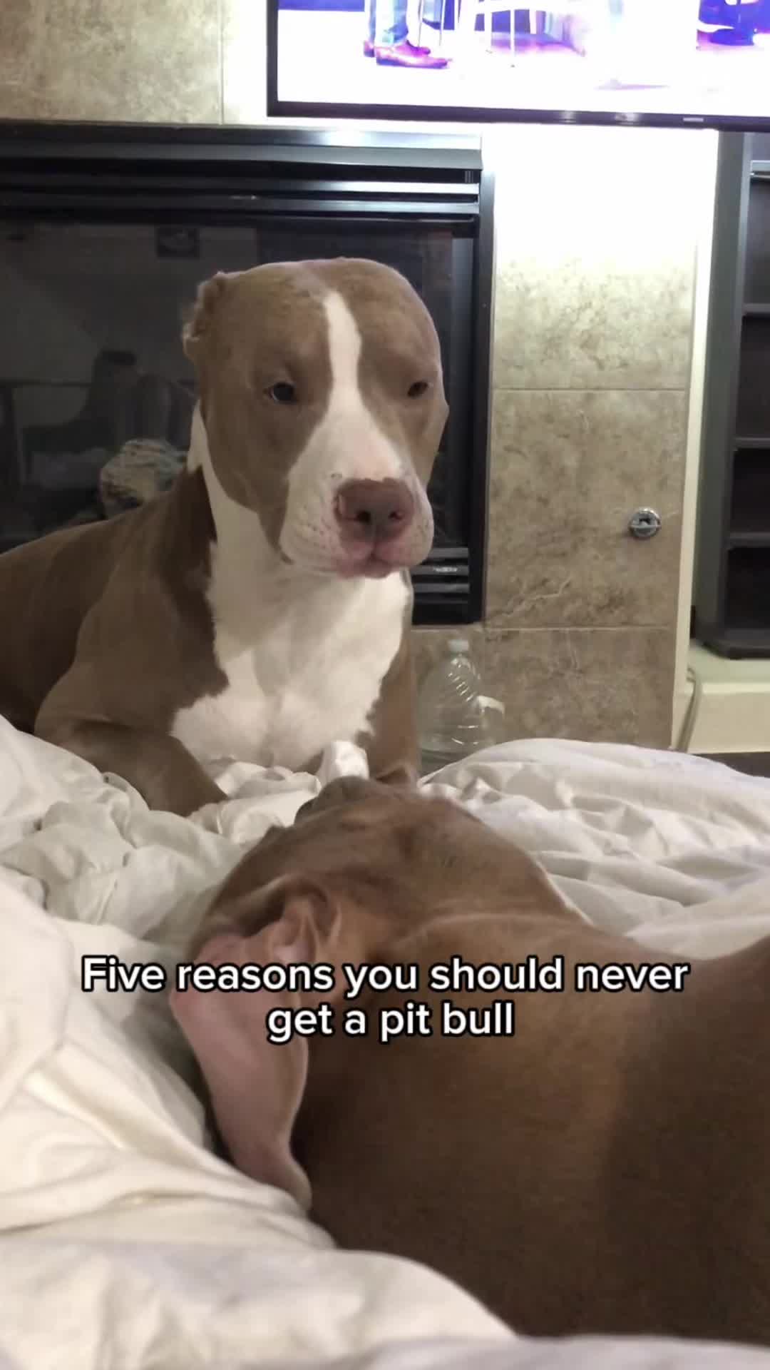 @@knight_thepit